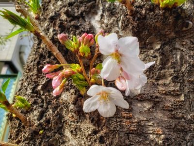 ソメイヨシノの花が咲いていた